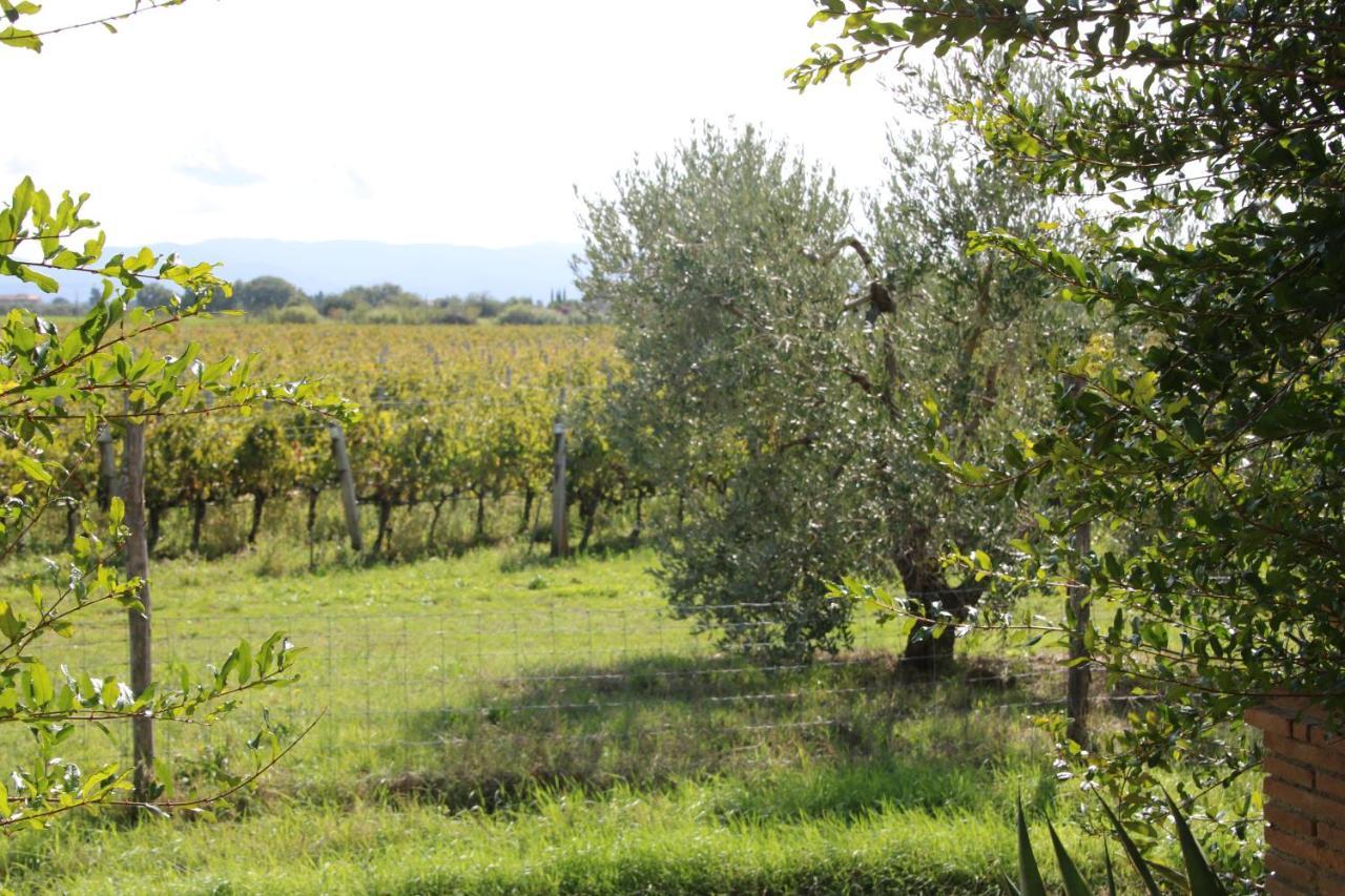 Podere Campo Alle Serpi Bibbona Exteriér fotografie