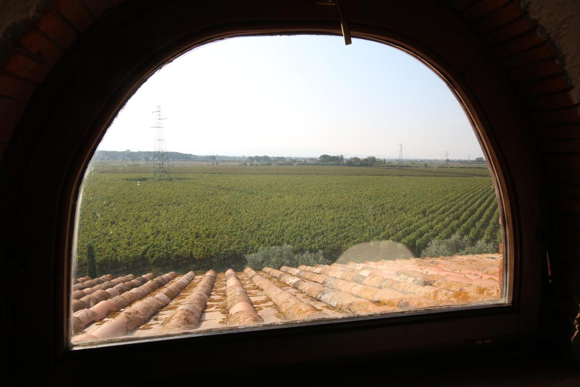 Podere Campo Alle Serpi Bibbona Exteriér fotografie